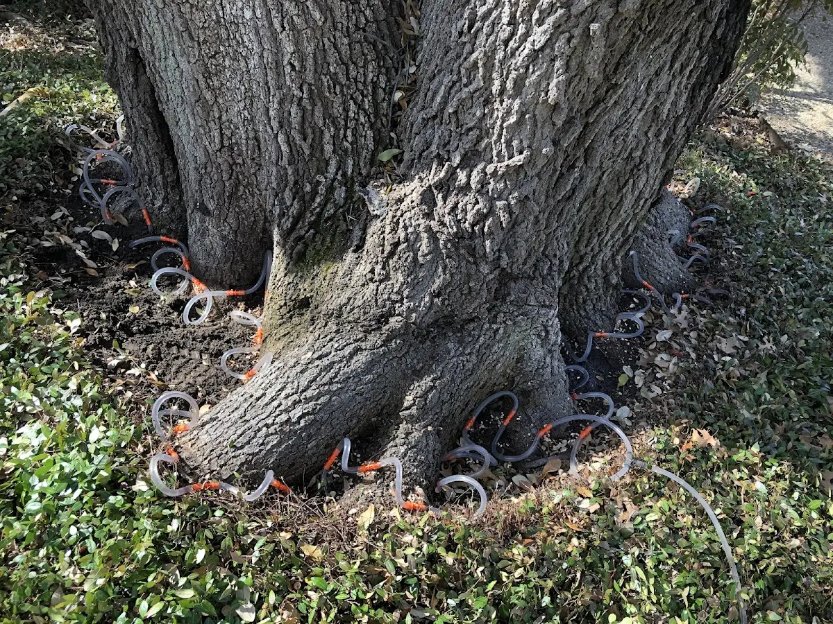 Detailed Tree Cabling and Bracing job site in Philpot