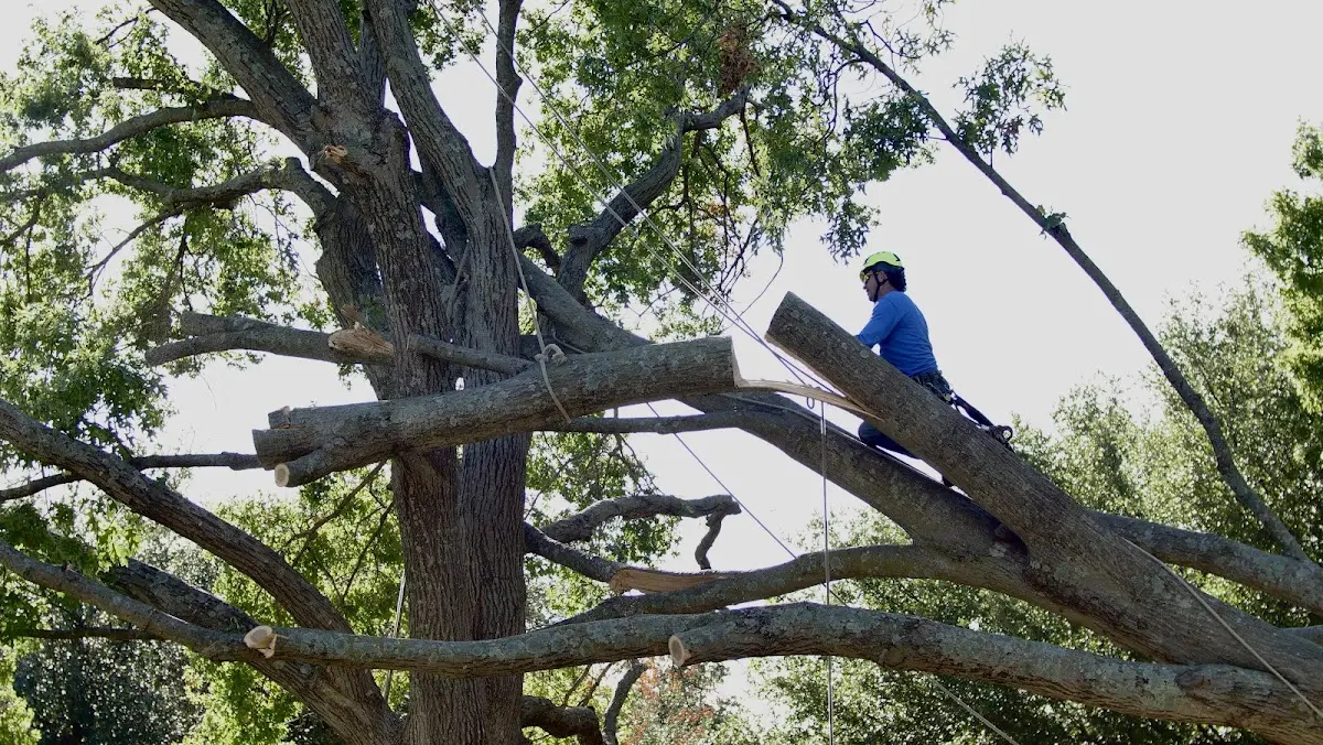 Professional Crown Thinning performed by certified arborists in Philpot