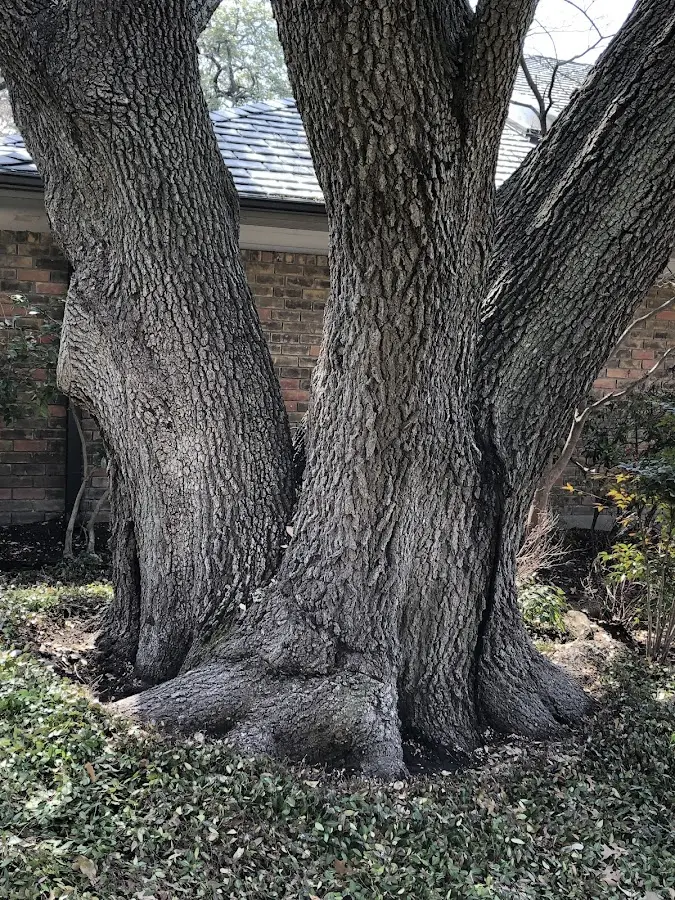 Mature heritage tree close to a Philpot property cared for by certified arborists